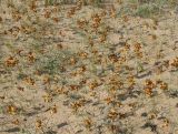 Carex physodes. Аспект плодоносящих растений. Казахстан, Кызыл-Ординская обл., г. Байконур, левый берег р. Сыр-Дарьи у понтонной переправы; песчаный массив. 03.05.2010.
