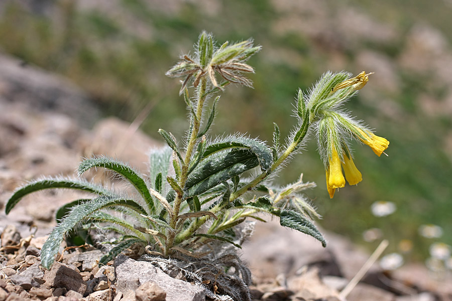 Image of Onosma irritans specimen.