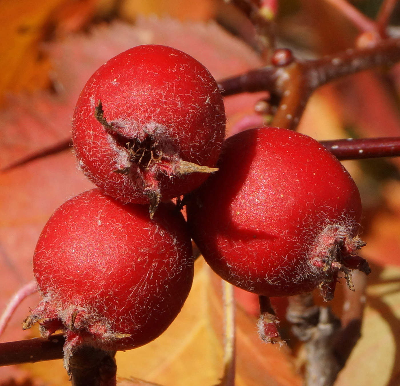 Изображение особи Crataegus mollis.