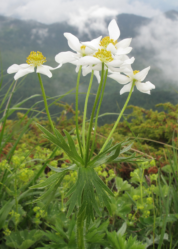 Изображение особи Anemonastrum fasciculatum.