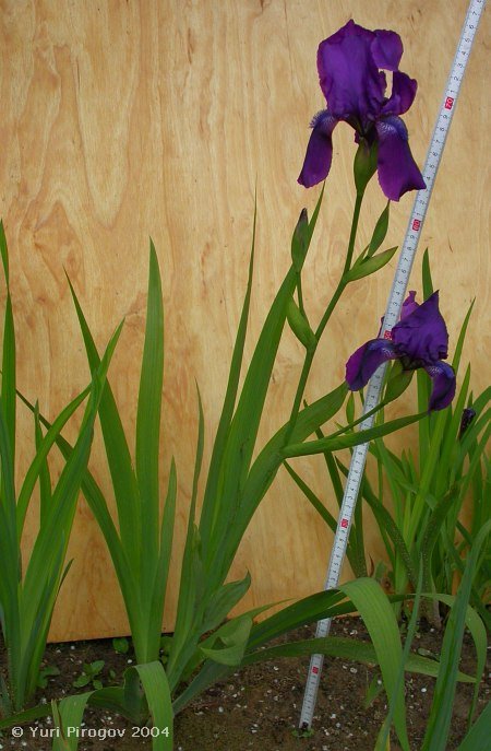 Image of Iris hungarica specimen.