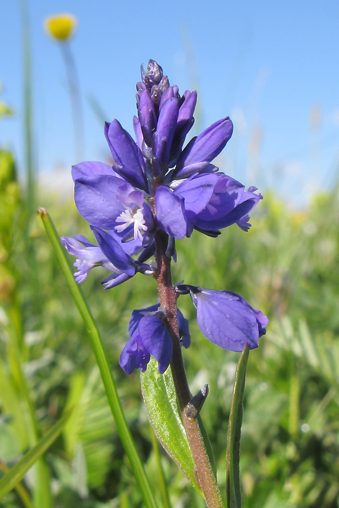 Image of Polygala alpicola specimen.