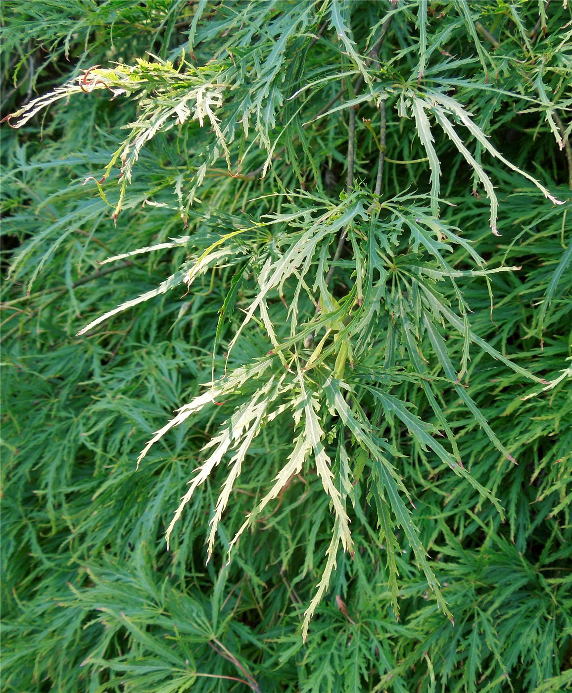 Image of Acer palmatum specimen.