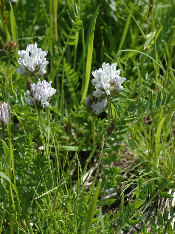 Image of Oxytropis alpina specimen.