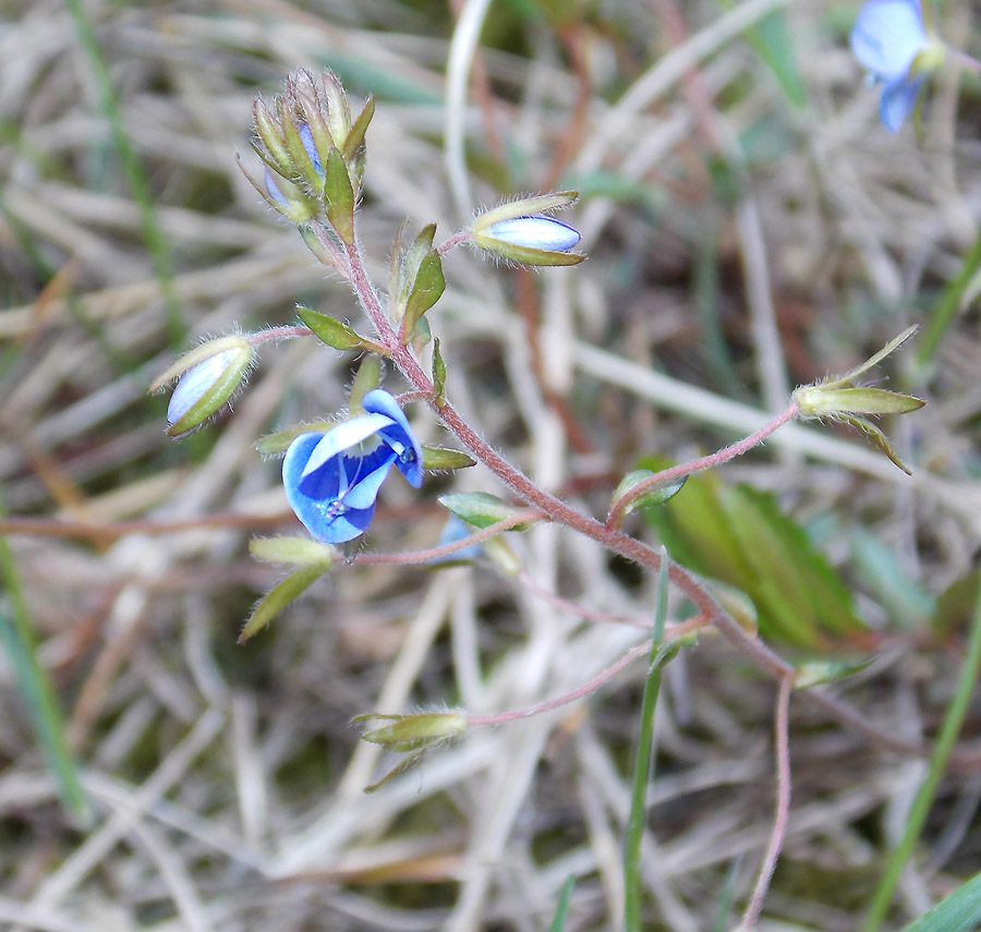 Image of Veronica umbrosa specimen.