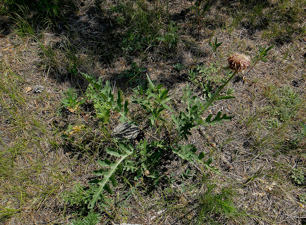 Image of Stemmacantha uniflora specimen.