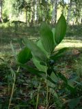 Polygonatum odoratum. Плодоносящее растение. Челябинская обл., окр. г. Челябинск, Золотая горка, берёзовый лес. 26.08.2014.