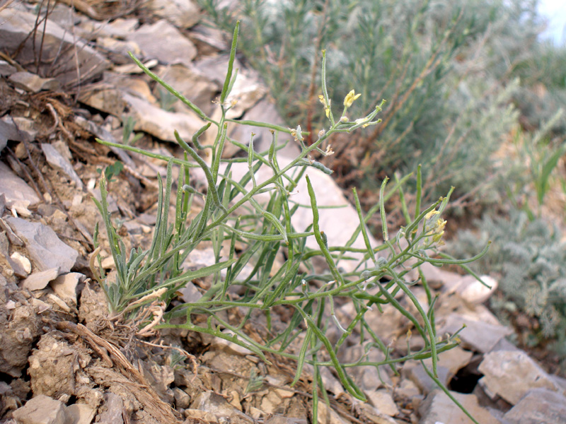 Image of Sterigmostemum caspicum specimen.