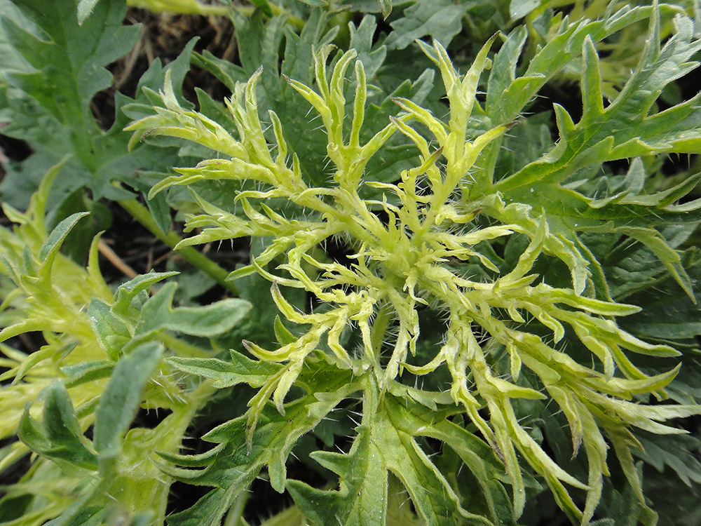 Image of Urtica cannabina specimen.