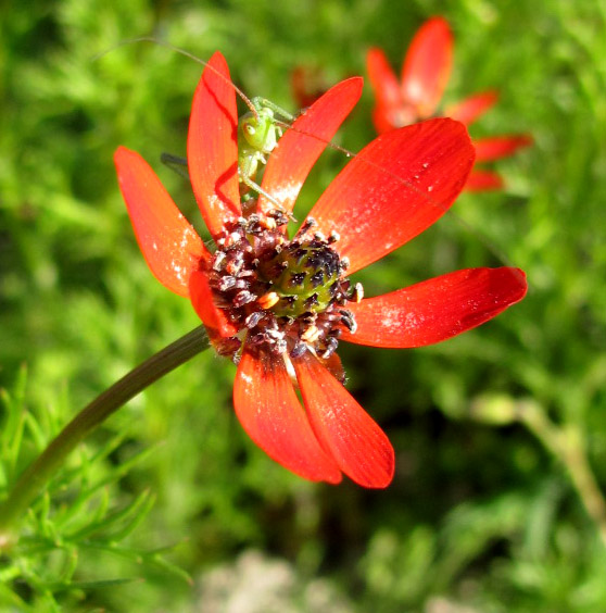 Изображение особи Adonis flammea.