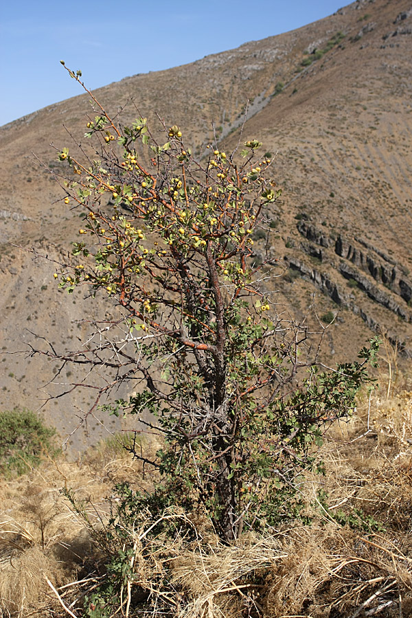 Изображение особи Crataegus pontica.