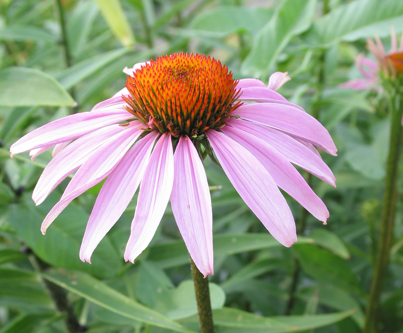 Изображение особи Echinacea purpurea.