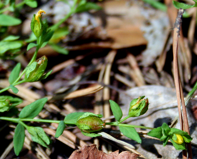 Image of Hypericum humifusum specimen.