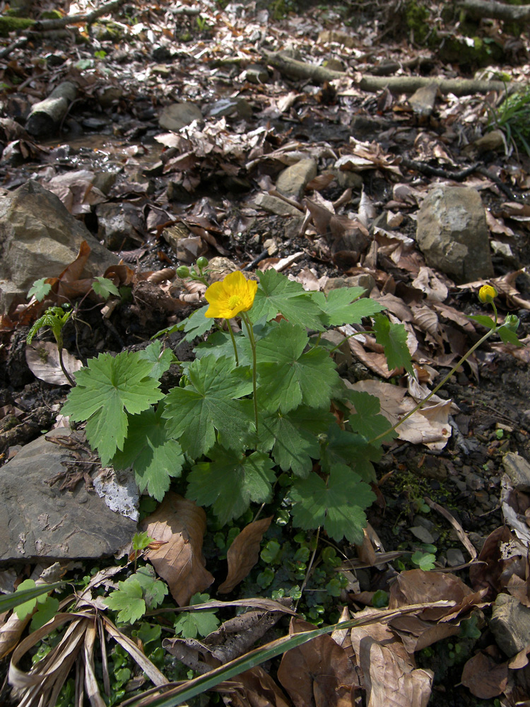 Изображение особи Ranunculus cappadocicus.