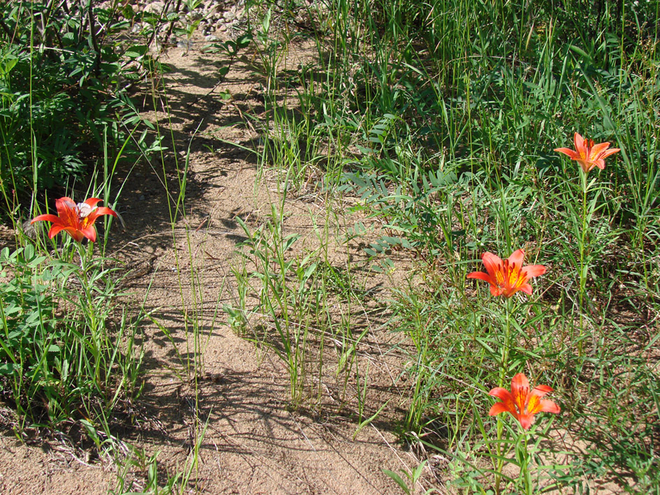 Image of Lilium pensylvanicum specimen.