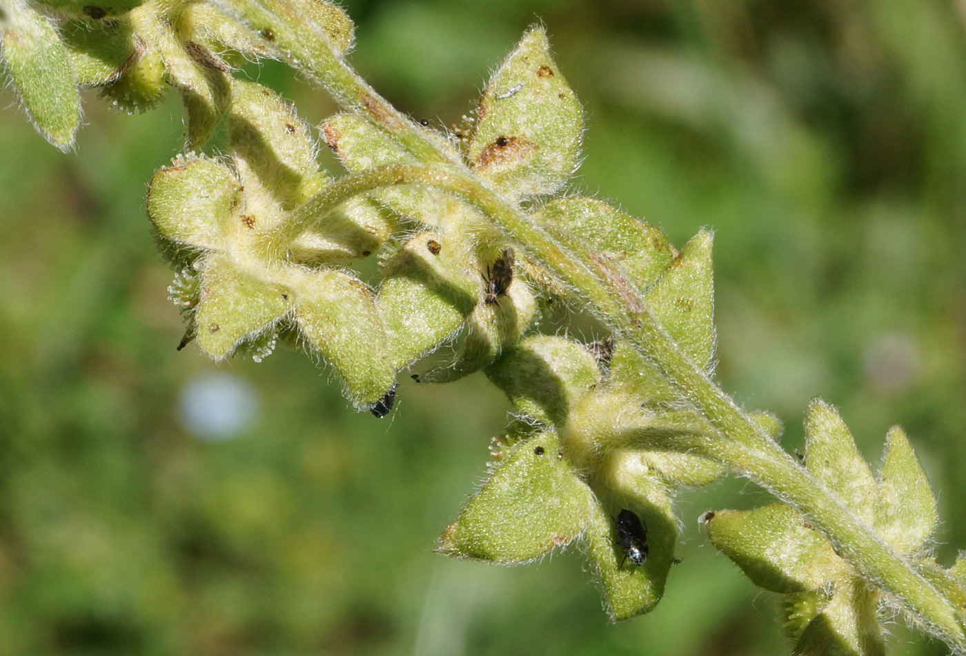 Изображение особи Cynoglossum officinale.