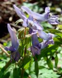 Corydalis solida. Соцветие. Ленинградская обл., г. Волхов, правый берег, южная окр., за Торфопоселком, заросли кустарника. 06.05.2010.