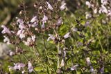 Salvia fruticosa