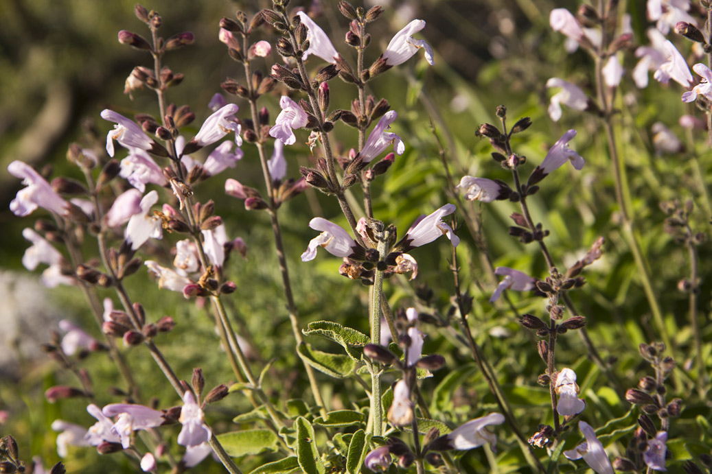 Image of Salvia fruticosa specimen.