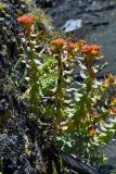 Rhodiola rosea. Плодоносящее растение. Юго-Восточный Алтай, Северо-Чуйский хребет, верховья долины Машей. Начало августа 2008 г.