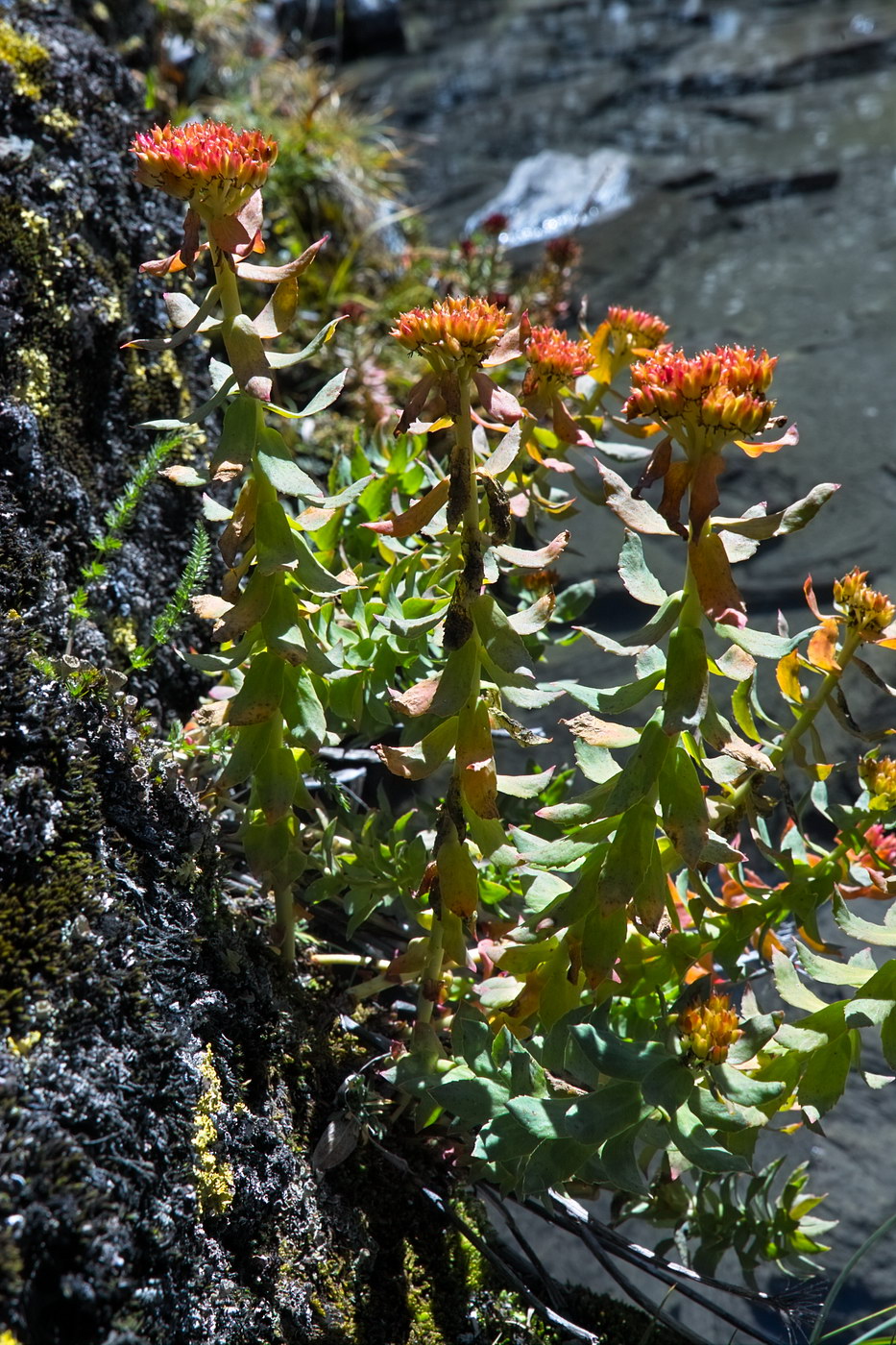 Image of Rhodiola rosea specimen.