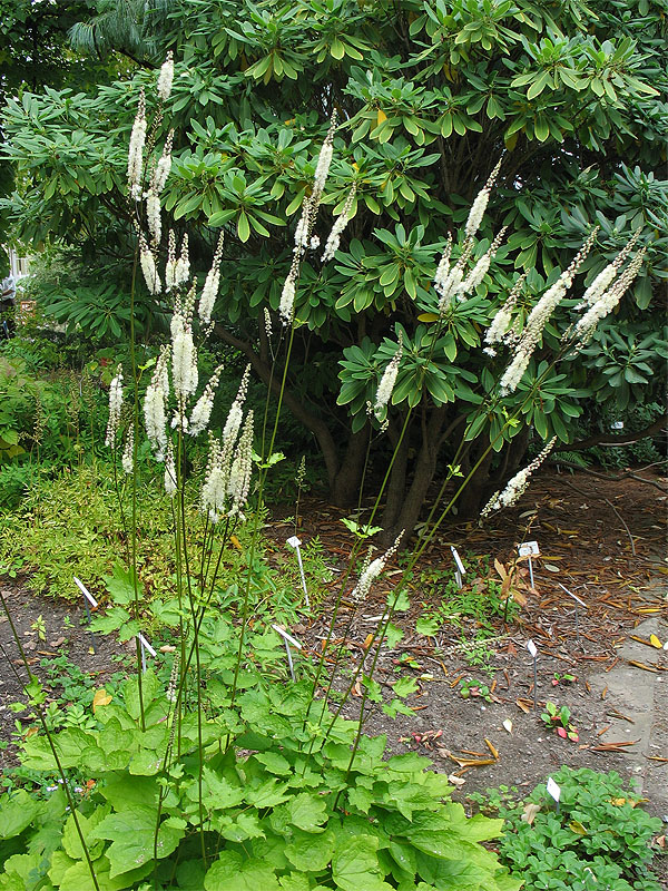 Изображение особи Cimicifuga heracleifolia.