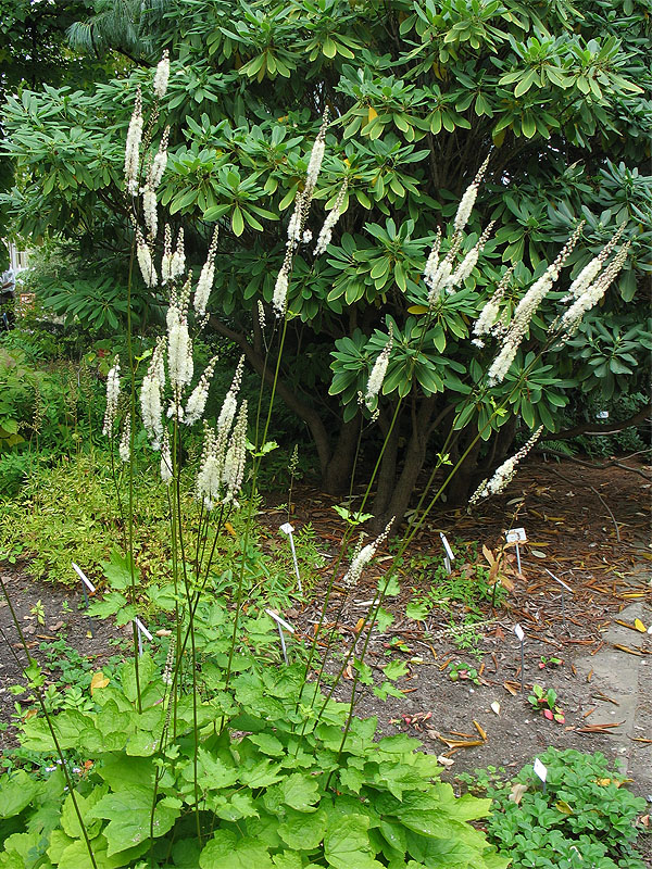 Image of Cimicifuga heracleifolia specimen.