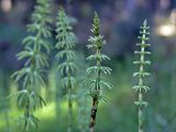 Equisetum sylvaticum. Растения с распускающимися веточками. Видны сросшиеся зубцы листовых влагалищ, у побега справа заметен развивающийся верхушечный стробил. Карельский перешеек, Линдуловская роща. 21.05.2005.