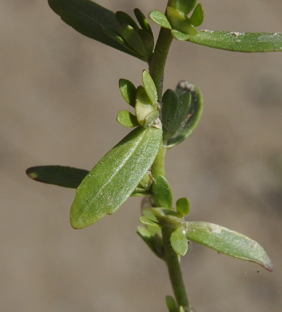 Image of genus Veronica specimen.