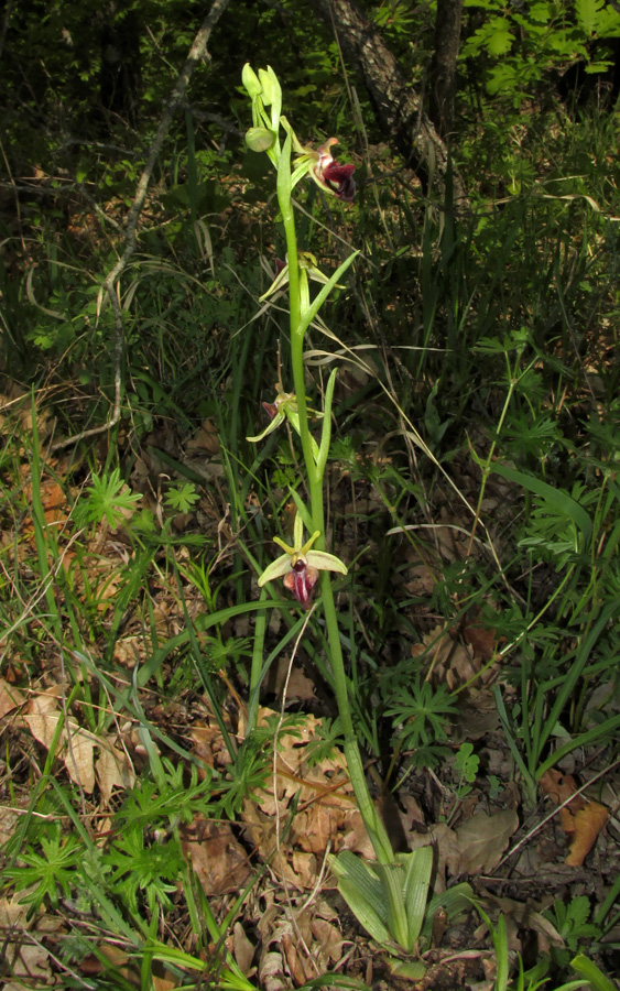 Изображение особи Ophrys mammosa.