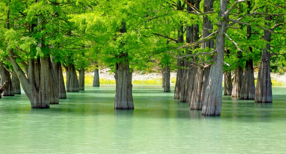 Изображение особи Taxodium distichum.