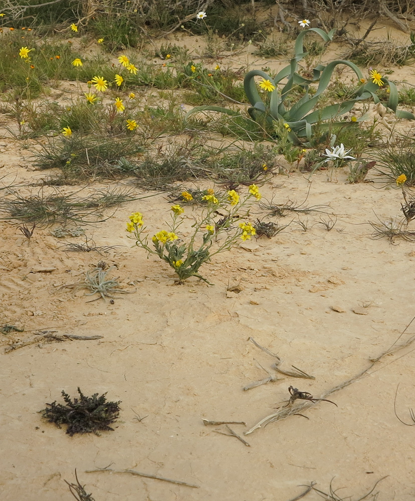 Изображение особи Nasturtiopsis coronopifolia.