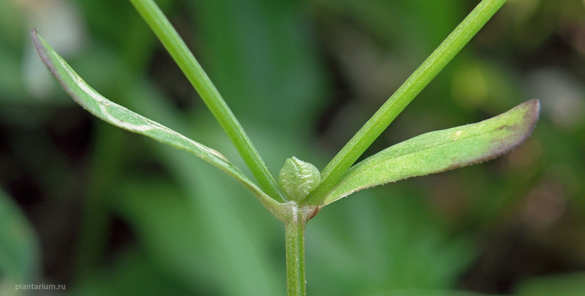 Изображение особи Valerianella locusta.