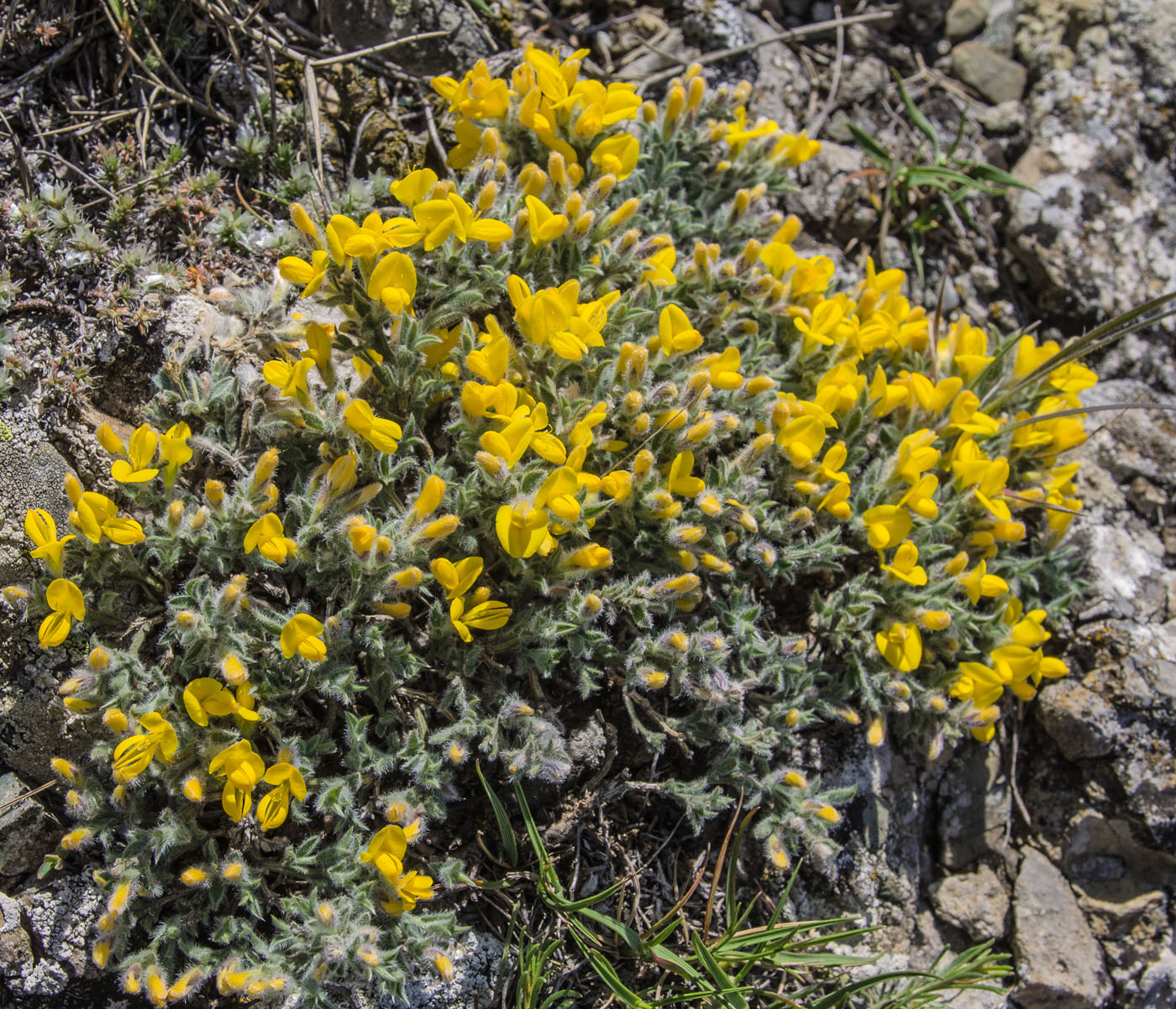 Изображение особи Genista albida.