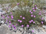 Dianthus gracilis