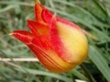Tulipa suaveolens. Цветок. Краснодарский край, г. Геленджик, село Кабардинка, отроги горы Совхозная. 27.04.2015.