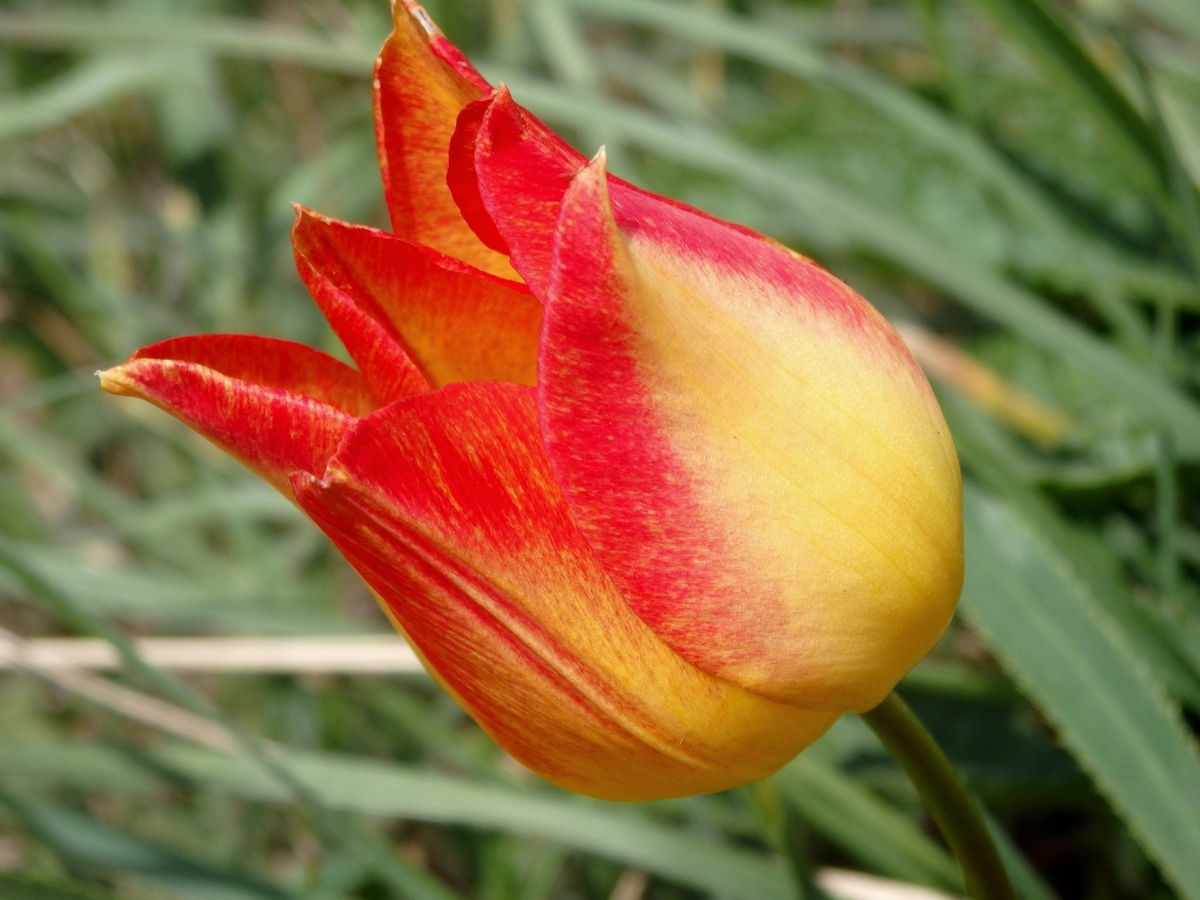 Image of Tulipa suaveolens specimen.