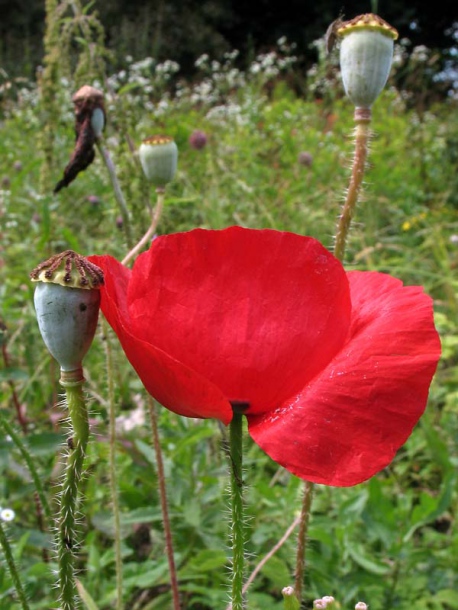 Изображение особи Papaver rhoeas.