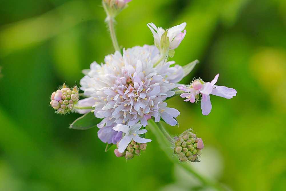 Изображение особи Knautia arvensis.