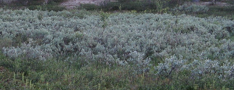 Image of Salix lapponum specimen.