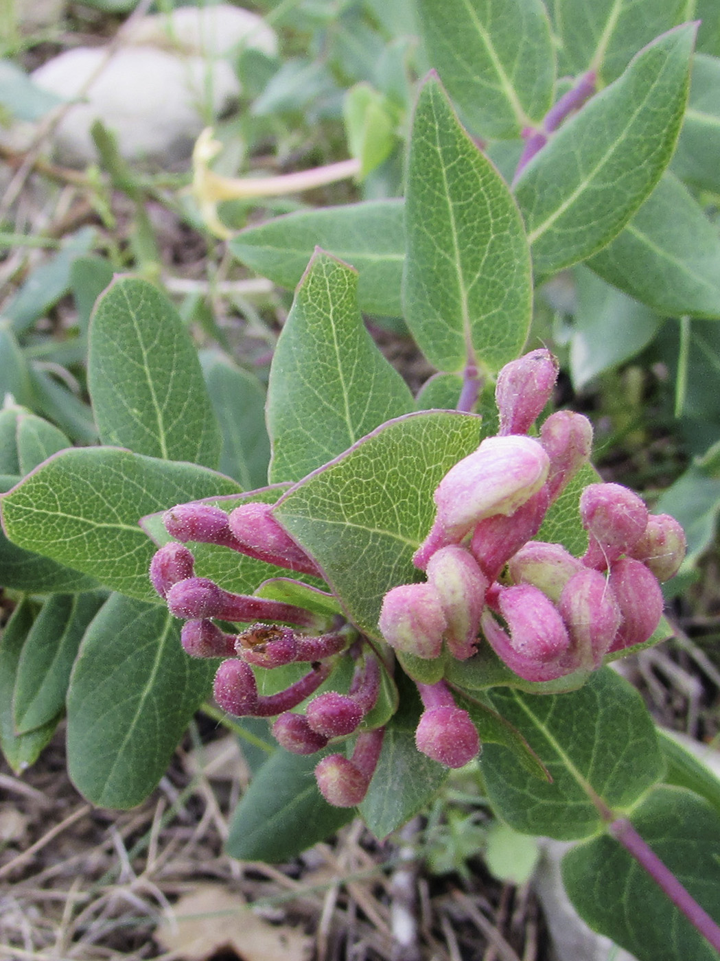 Image of Lonicera implexa specimen.