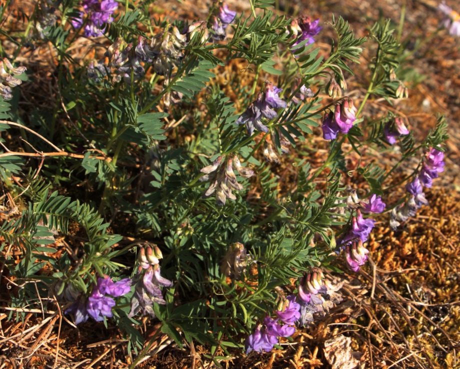 Изображение особи Vicia uralensis.