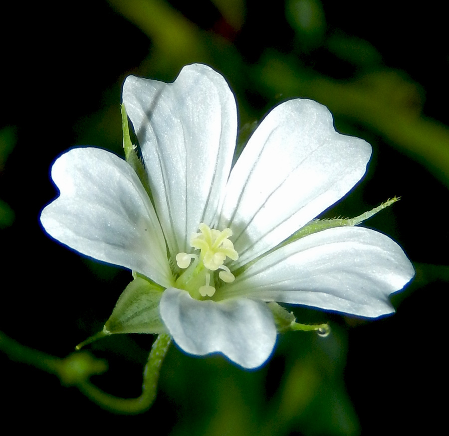 Image of Geranium columbinum specimen.