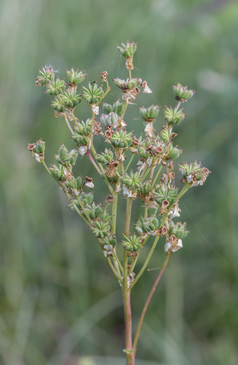 Image of Filipendula vulgaris specimen.