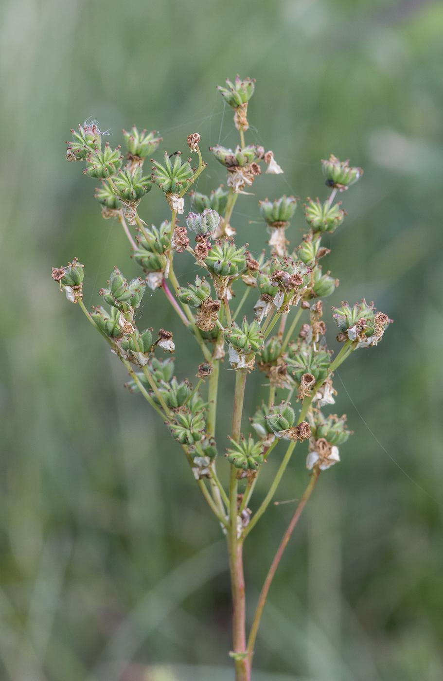 Изображение особи Filipendula vulgaris.