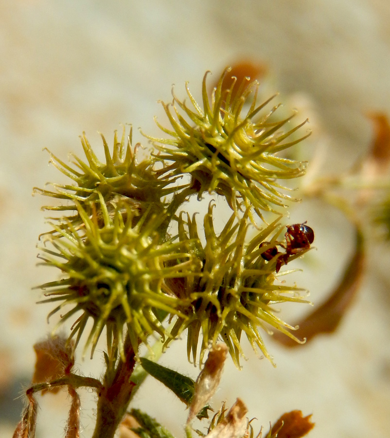 Image of Medicago minima specimen.