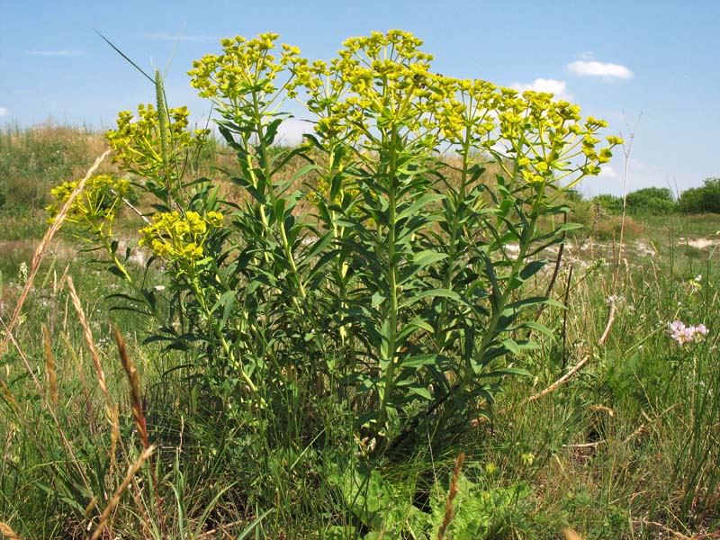 Изображение особи Euphorbia stepposa.