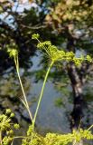 род Peucedanum
