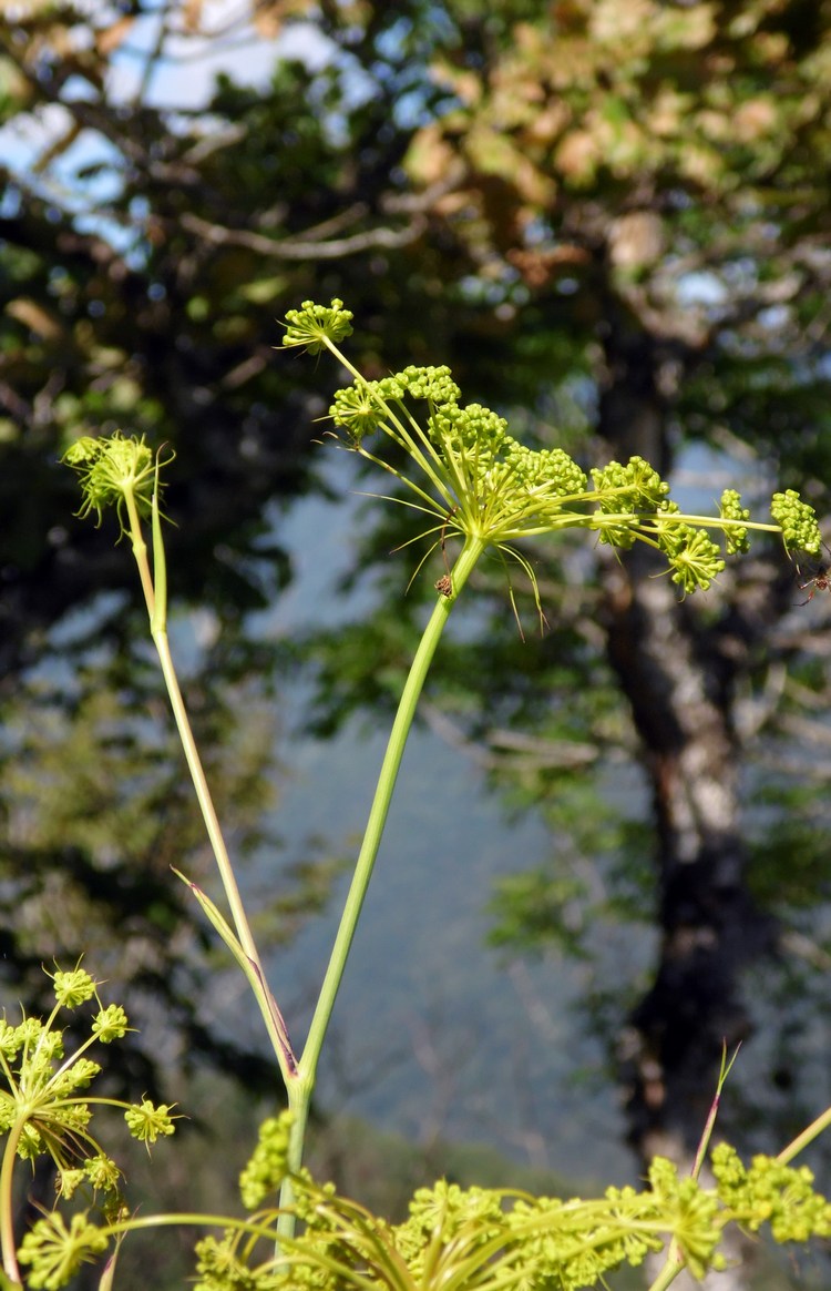 Изображение особи род Peucedanum.