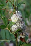 Cuscuta planiflora. Соцветия растения, паразитирующего на Medicago. Республика Адыгея, Майкопский р-н, ок. 3 км к северу от пос. Гузерипль, восточный склон горы Казачья, выс. ок. 1200 м н.у.м., луг. 24.07.2016.